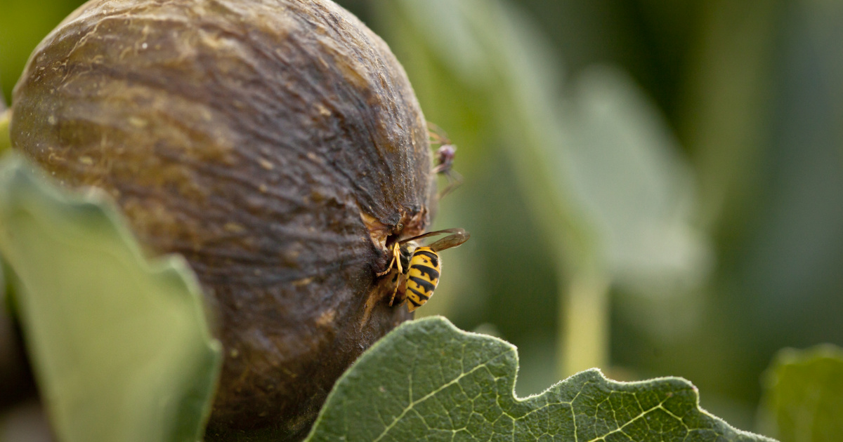Tényleg van a fügében halott darázs? Erre a kérdésre árnyaltabb a válasz, mint gondolnád