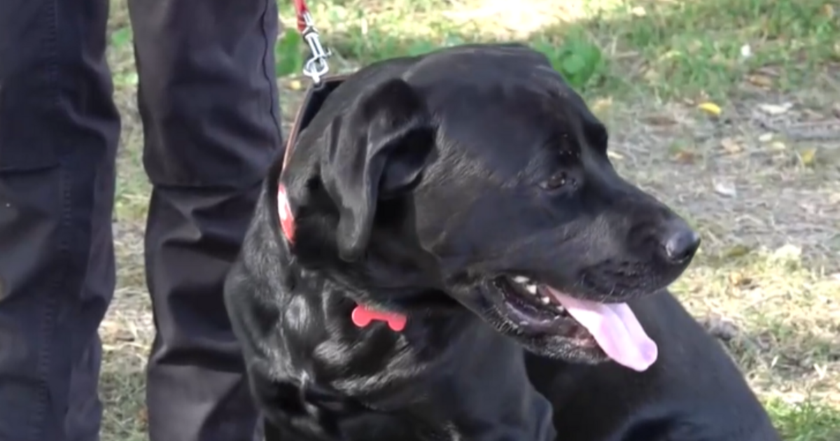 Index – Belföld – Megpróbálták megmérgezni a törökországi túlélőket mentő magyar keresőkutyát