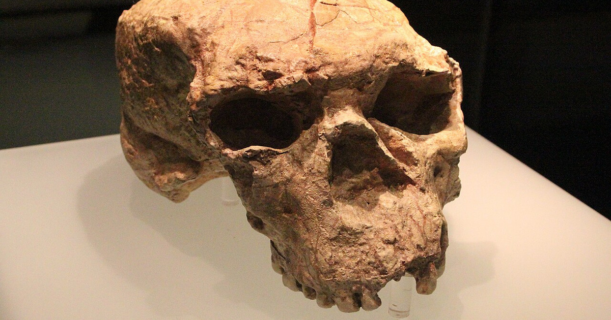 Egymillió éves koponya írhatja át az emberiség történelmét