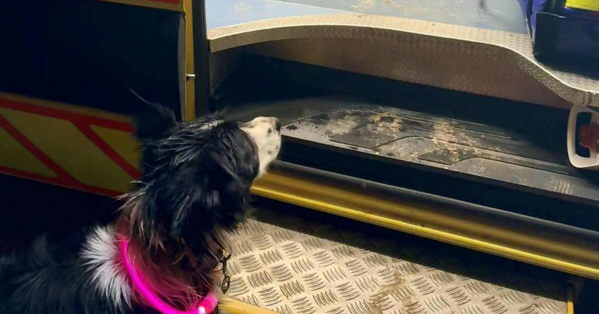 Index – Belföld – Mindent kockára tett kutyájáért egy fiatal lány Zircen, utánaugrott egy mély, vízz…