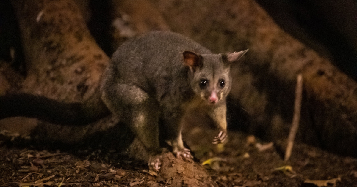 Sosem találná ki, melyek a világ legmérgezőbb állatai