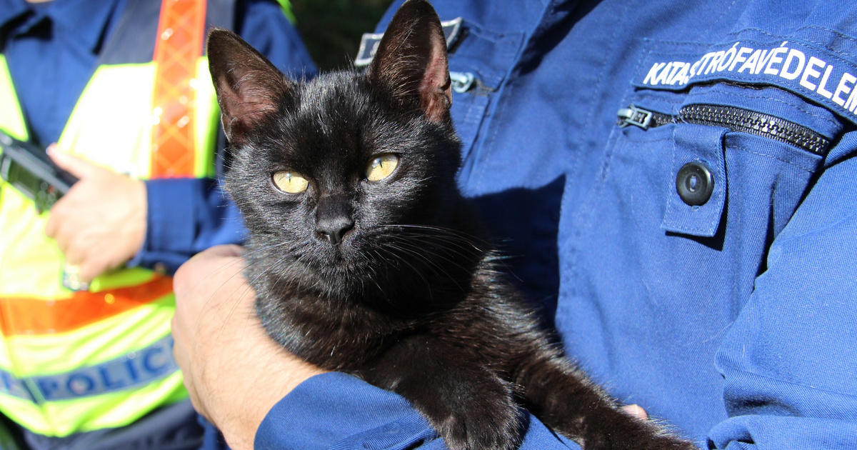 Index – Belföld – Tűz ütött ki egy pécsi lakásban, a macskára terelődött a gyanú