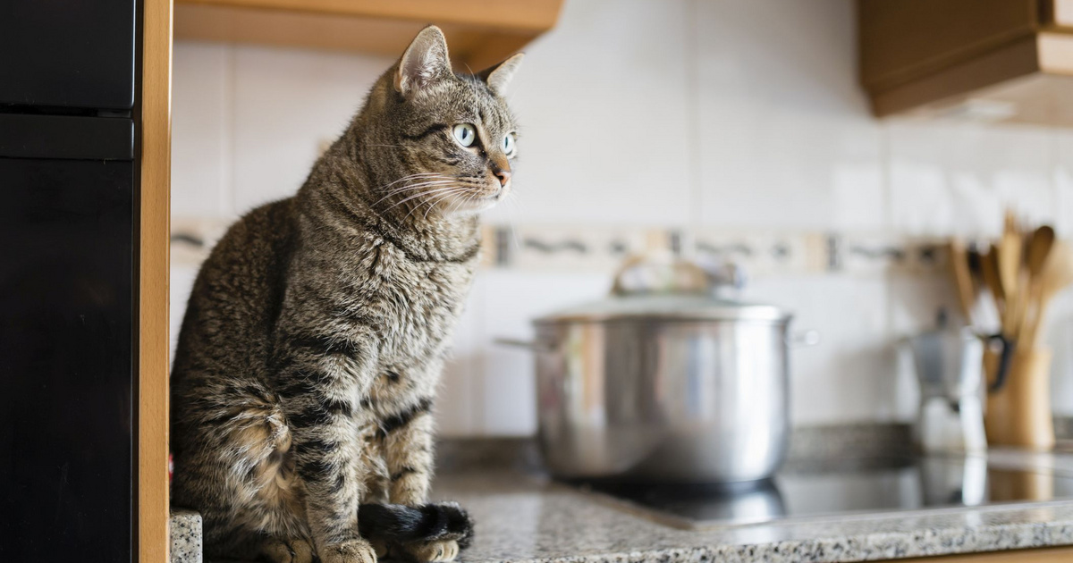 Egyedül hagyták a macskát a pécsi lakásban - Ami ezután történt, rémálmukban sem gondoltak