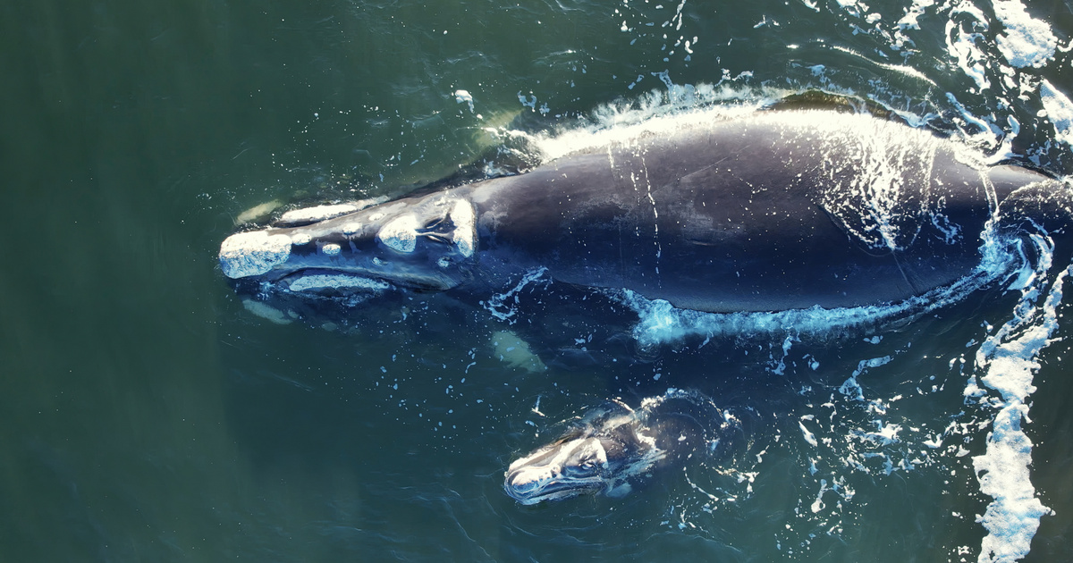A grönlandi bálnák rejtik a hosszú élet titkát, amely az embereknél is működhet