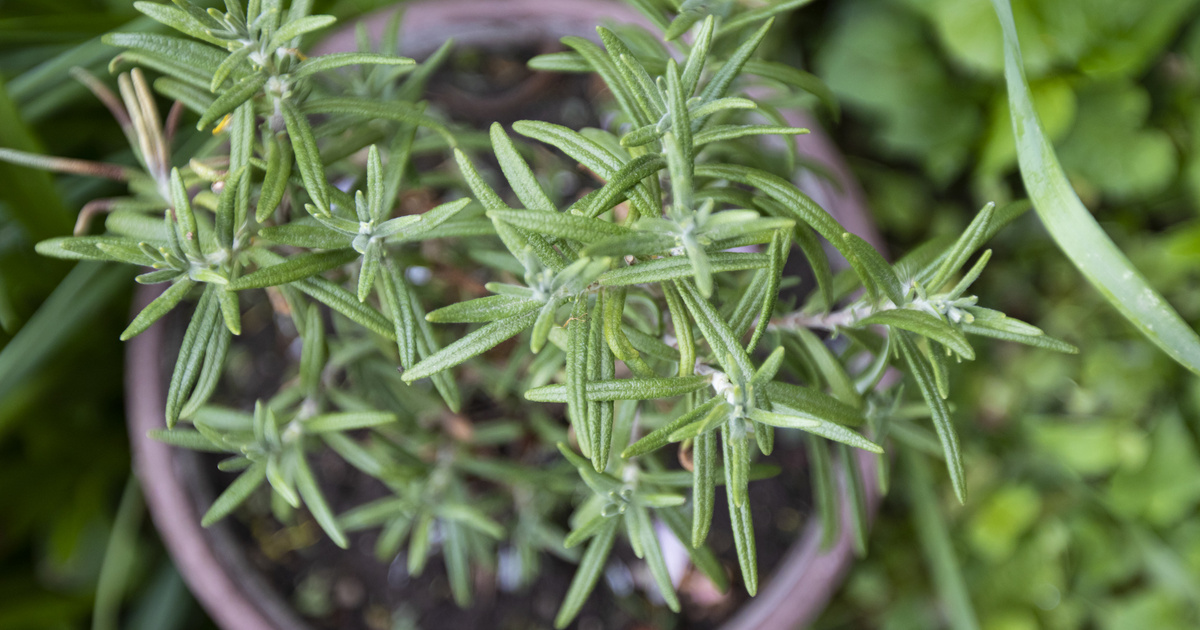 Szerinted rozmaring vagy majoránna van a képen? 6 kérdés, amire nem mindenki tudja a választ