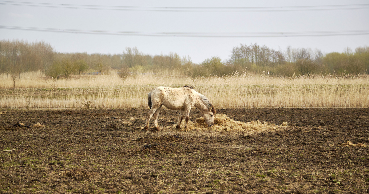 Édenből éhhalál: az Oostvaardersplassen-kísérlet túlnőtt az emberen