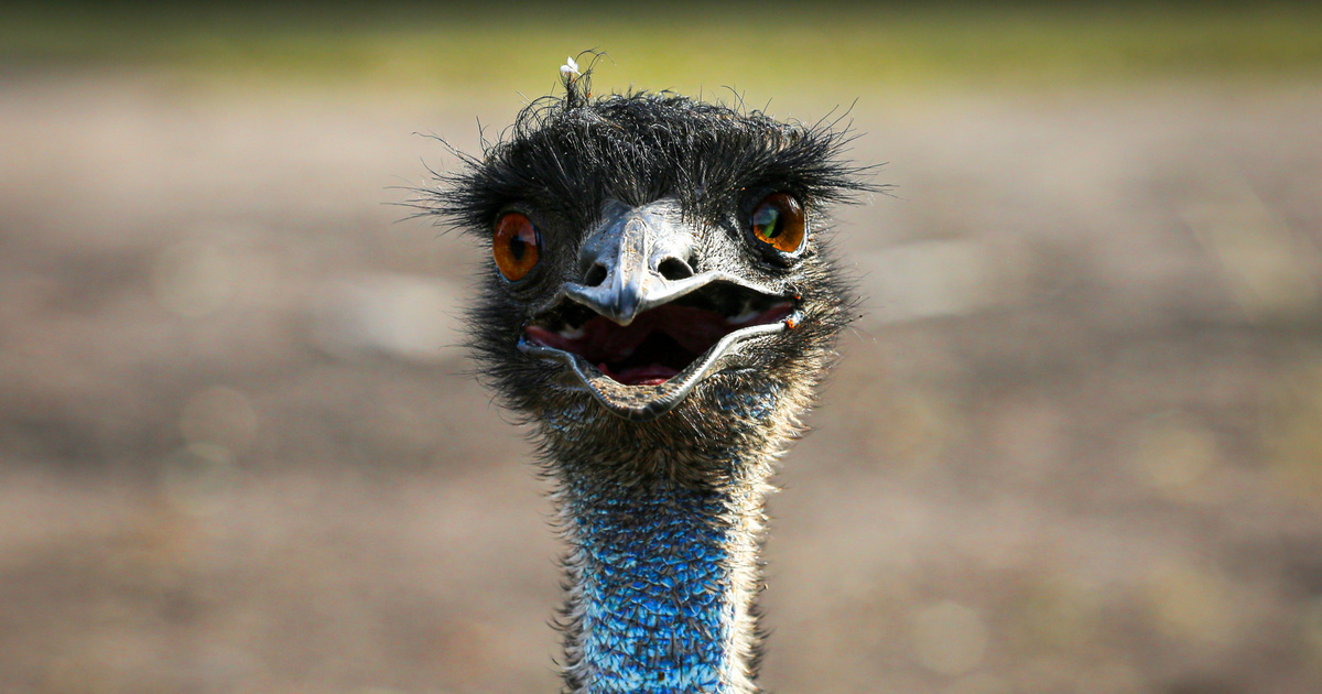 Index – Belföld – Barátságtalan emu kóborolt a Mecsekben, nem merték megközelíteni