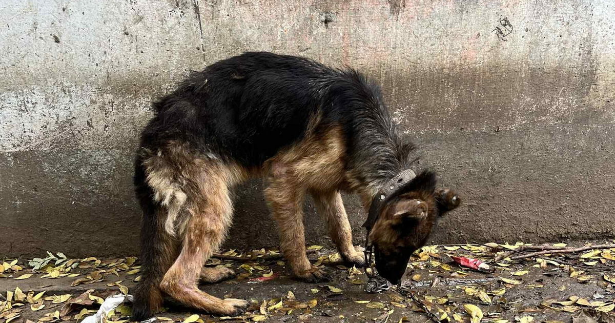 Index – Belföld – Csontsoványan mentették meg Sanyit, a német juhászkutyát
