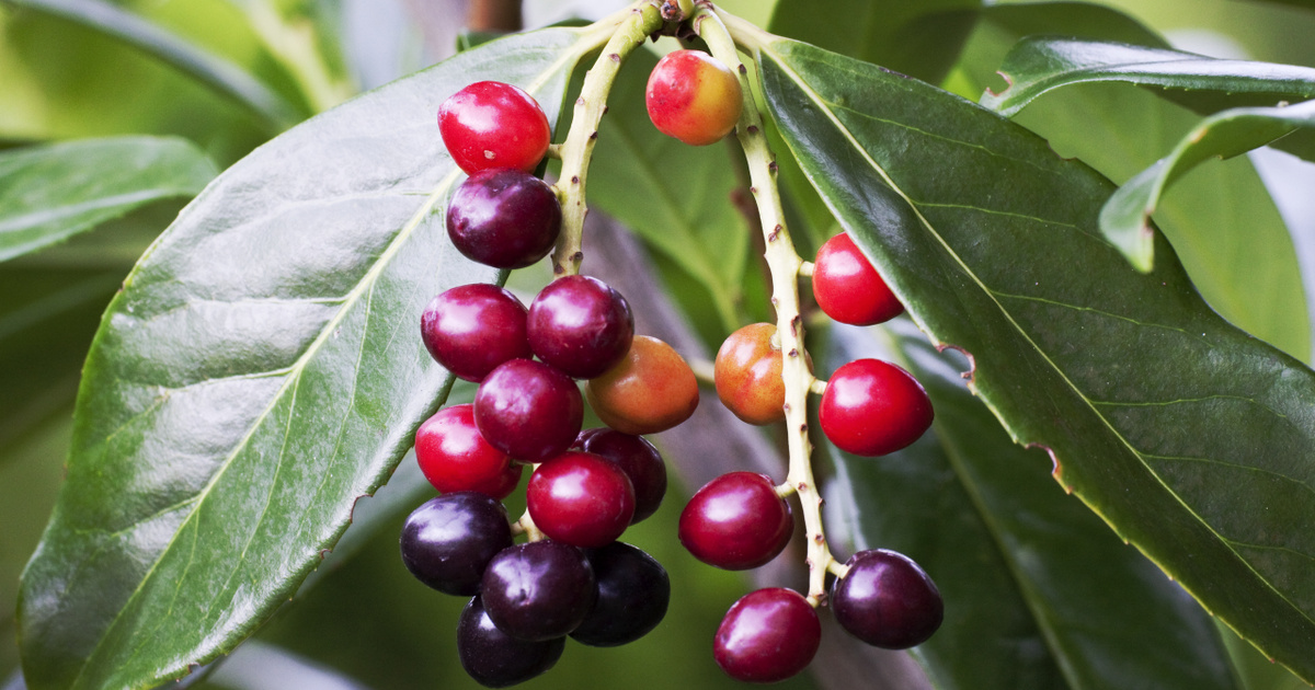 Rákkeltő ez a népszerű szobanövény: a Népegészségügyi Központ fontos listát tett közzé
