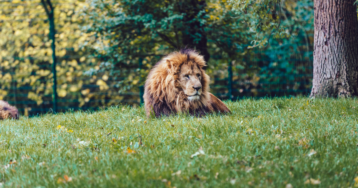 Azt hitték, hogy oroszlán kóborol az erdőben: el sem hiszed, milyen állat verte át az egész környéket