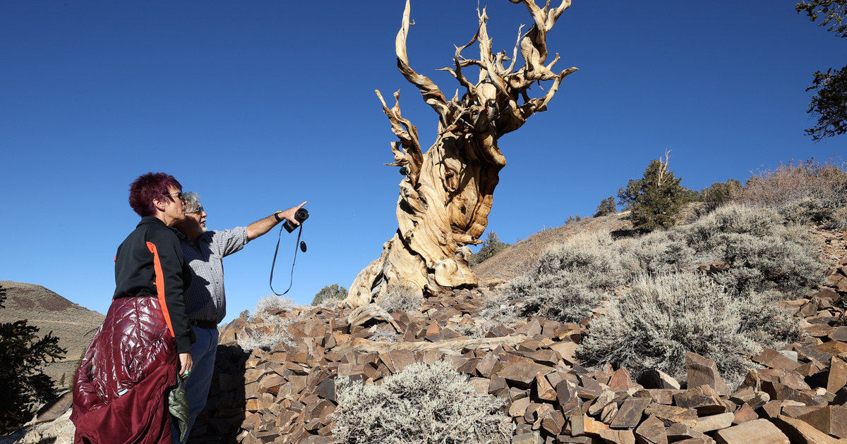 A világ legidősebb ma is élő fái már a piramisok építése előtt velünk voltak