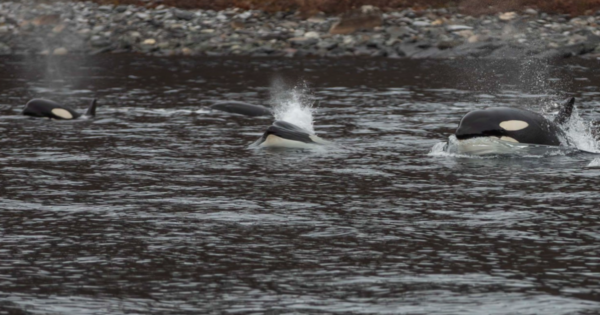 Először kaptak lencsevégre vadonban születő gyilkos bálnát