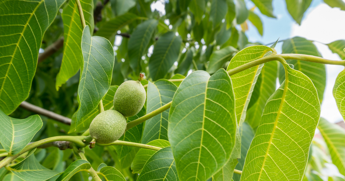 Csodaszer a népi gyógyászatban ennek a fának a levele: a gyulladást is csökkenti