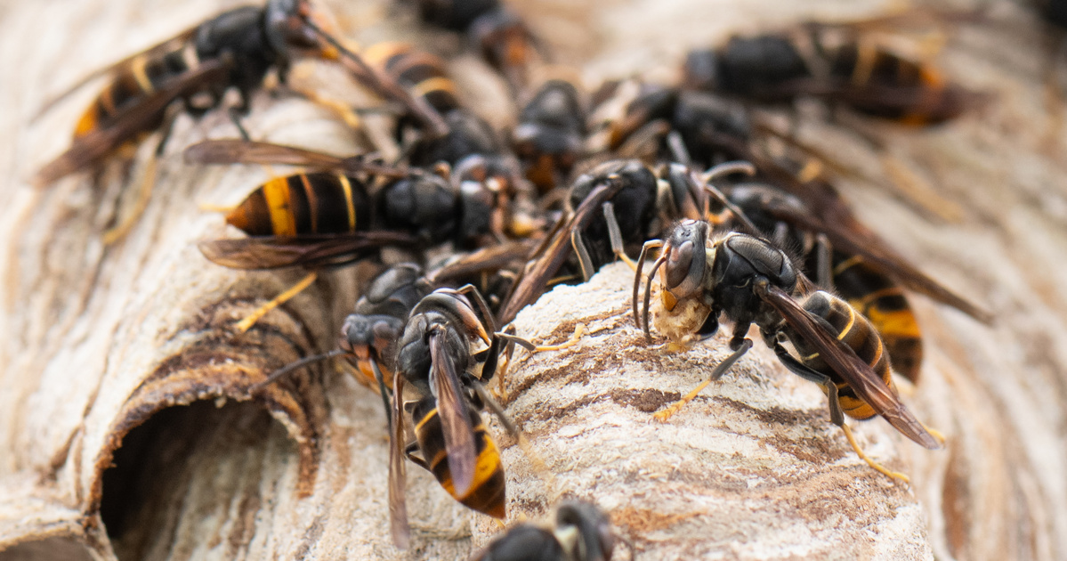 Index – Belföld – Nézze meg a gigantikus darázsfészket, amivel hetekig küzdött az otthonában egy dév…