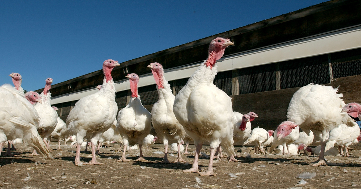 Index – Belföld – Járvány Szentesen, több mint negyvenezer hízópulykát mészárolnak le