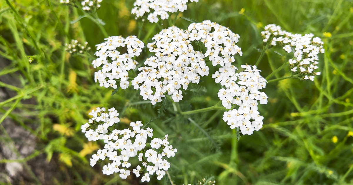 Felismered, milyen gyógynövény van a képen? Nem mindig könnyű eldönteni