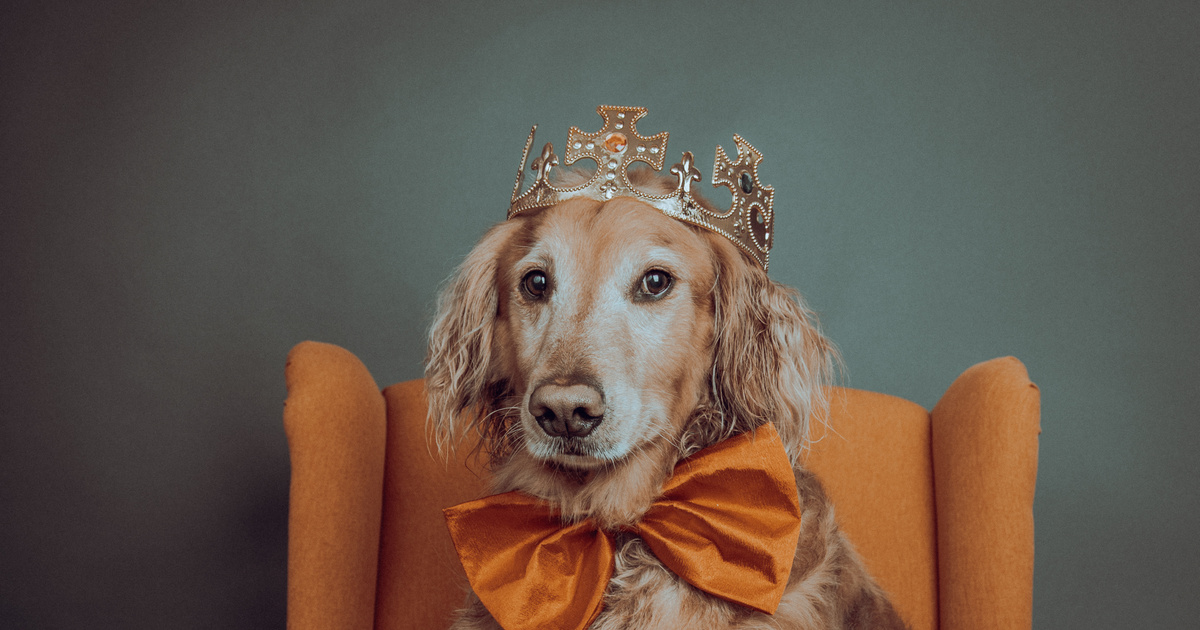 Ez a kutyus nagyobb luxusban él, mint sok ember: saját szobája és ágya is van