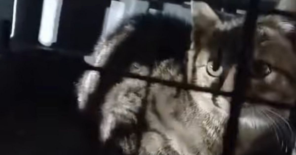 Index – Belföld – Húszméteres kútba zuhant egy cica Pusztazámornál, tűzoltók mentették ki