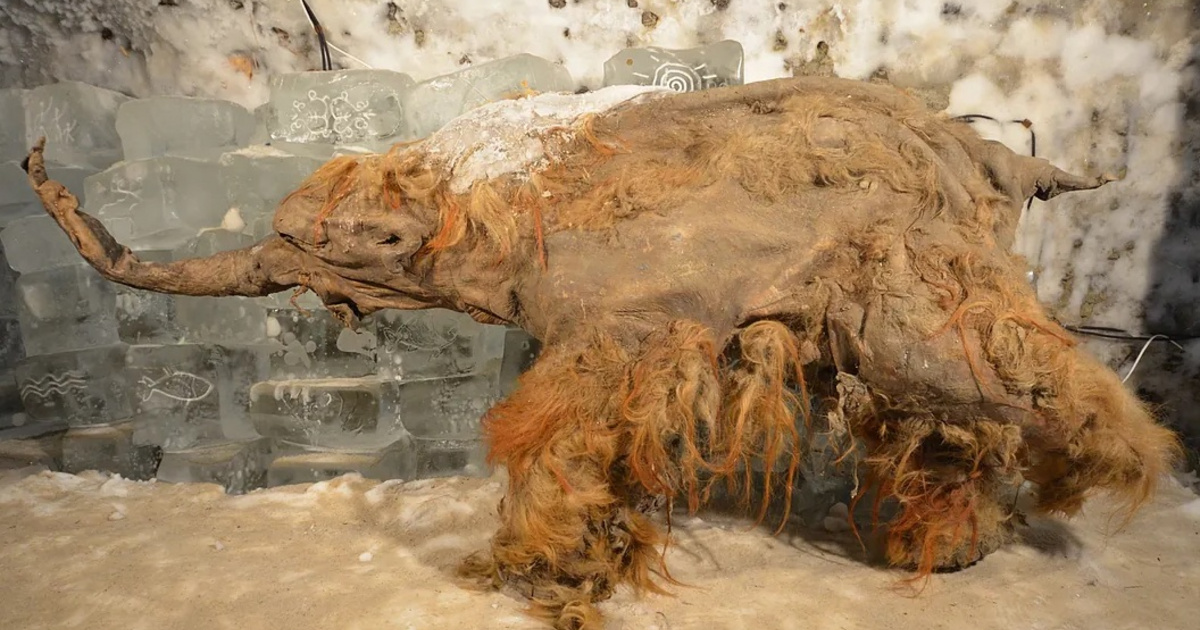 Egy 40 ezer éves mamutban megtalálták a világ legrégebbi RNS-ét, kiderült, mit csinált a halála előtti pillanatokban