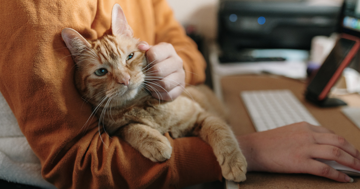 Skizofréniát eredményezhet a macskatartás ausztrál tudósok szerint