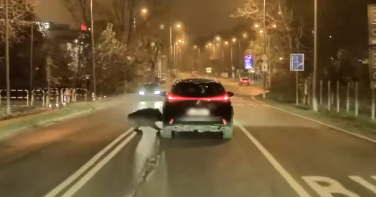 Elképesztő jelenetek Budapesten, vaddisznó szaladt neki egy autó oldalának