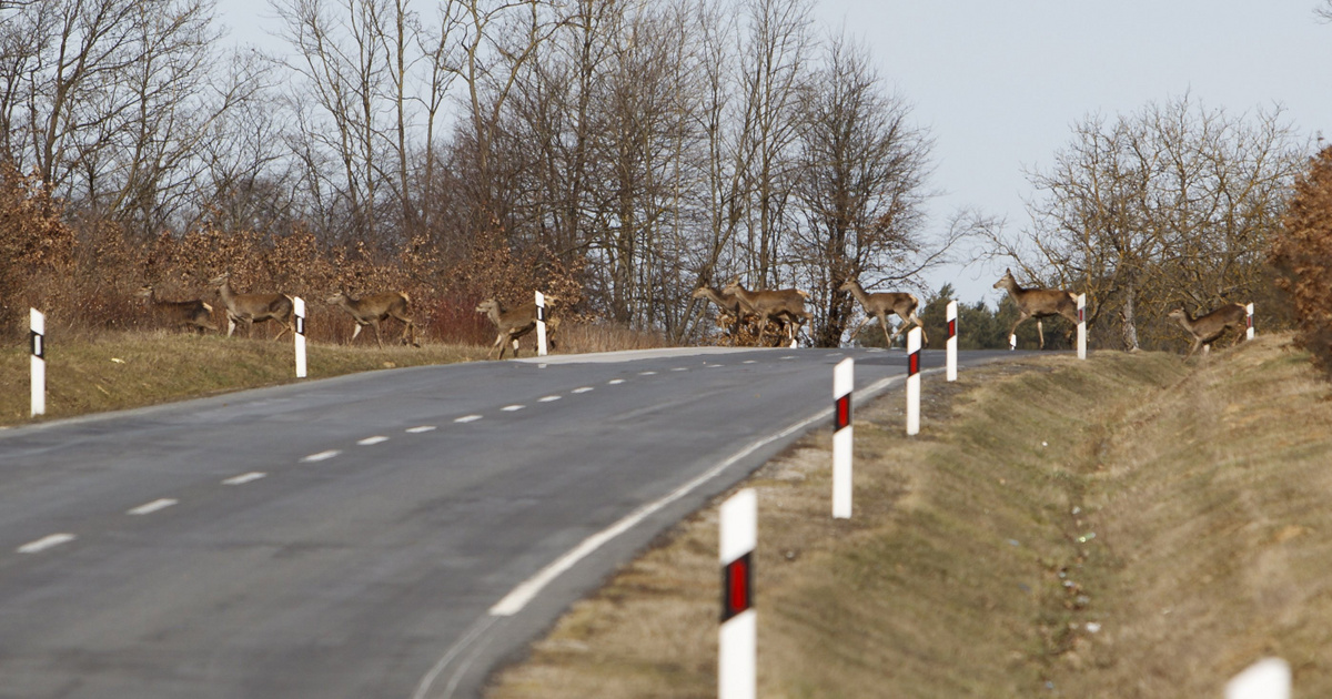Szarvascsordának csapódott több autó, az egyik állat beszorult a jármű alá
