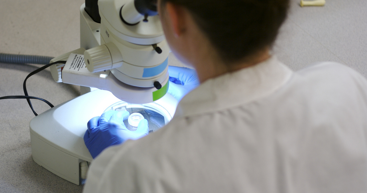 Világelső génterápia tett csodát egy hároméves kisfiúval