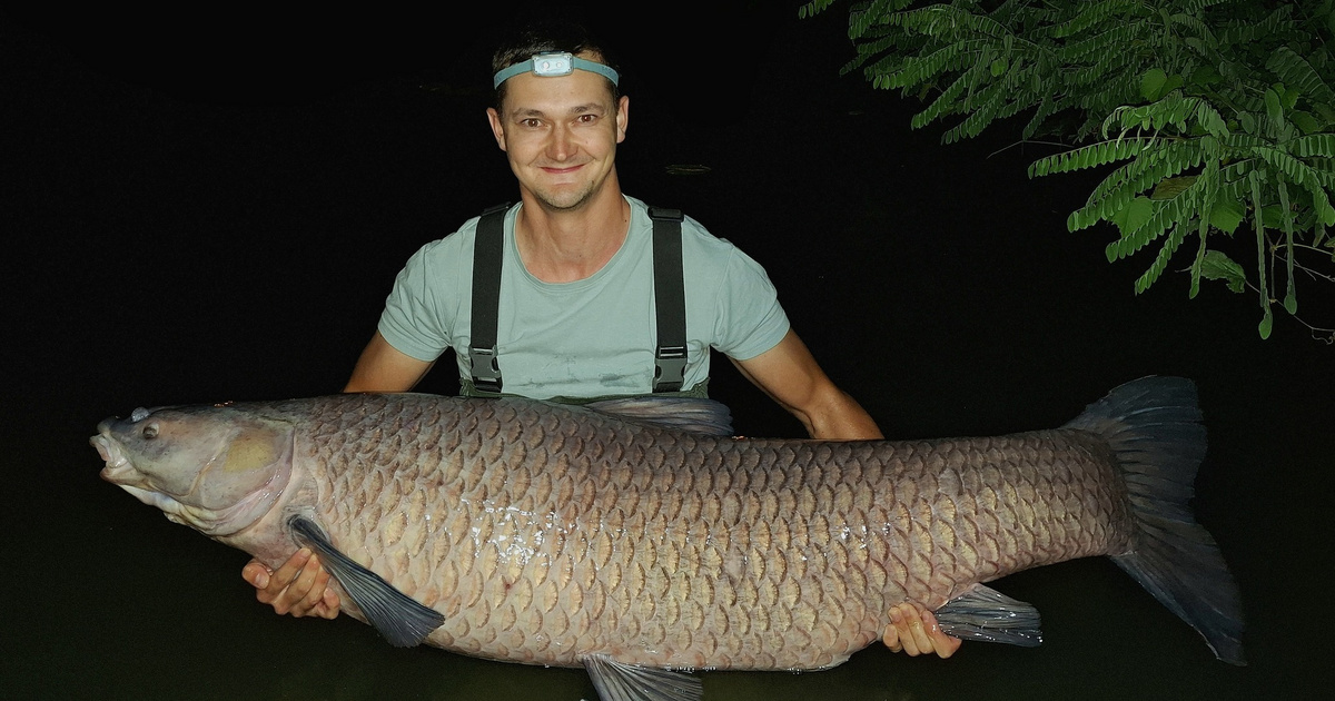 Index – Belföld – Emberméretű halat fogtak ki Békés vármegyében, több mint tízéves rekord dőlt meg