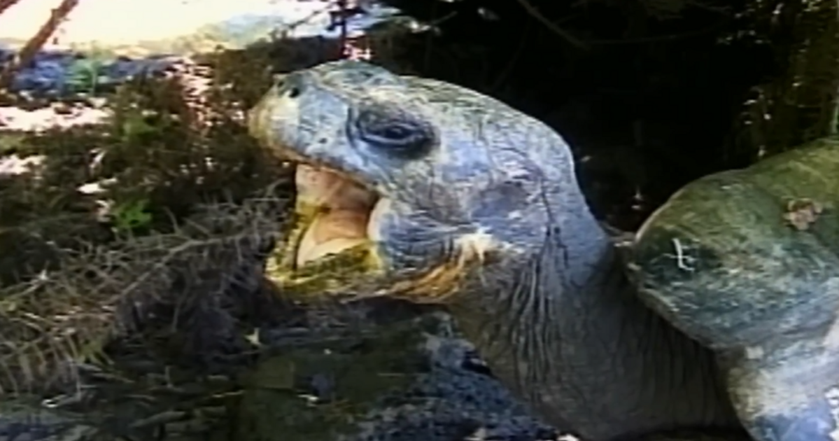 Két világháborút és 20 elnököt is túlélt, de társai még száz év múlva is itt araszolhatnak