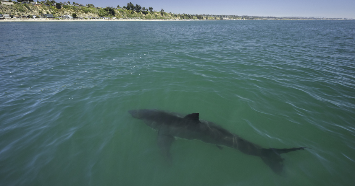 Cápatámadásban meghalt egy fiatal nő Ausztráliában – Társa egy járókelőnek köszönheti az életét