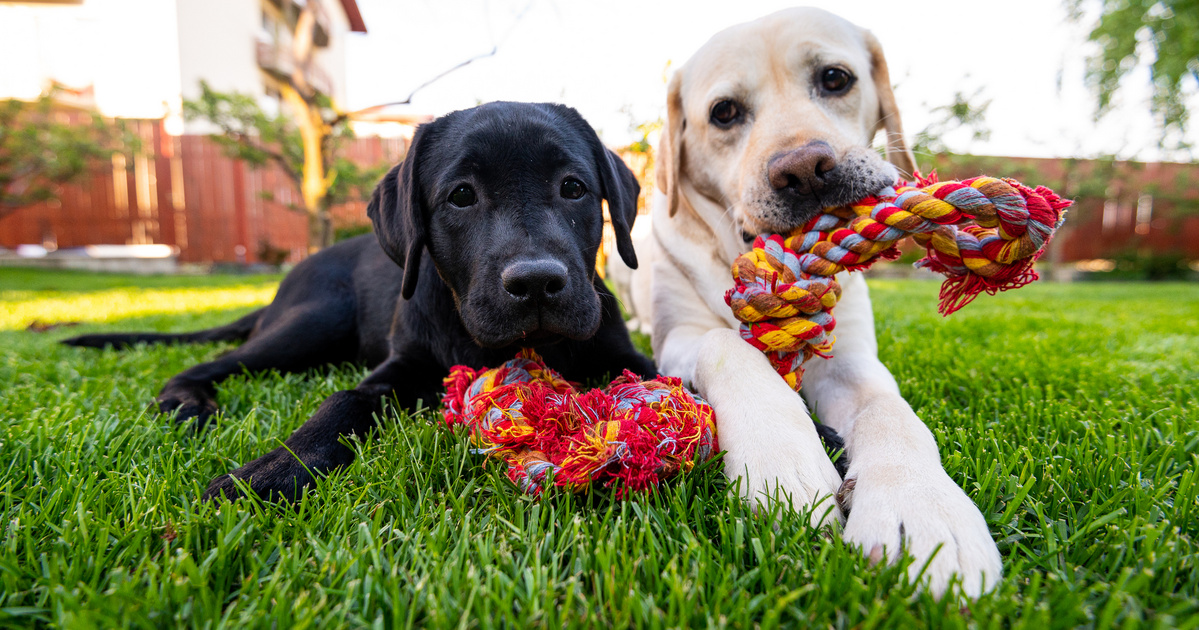 Mérgezett ételt dobott át a szomszédjába: videókamera rögzítette az egészet