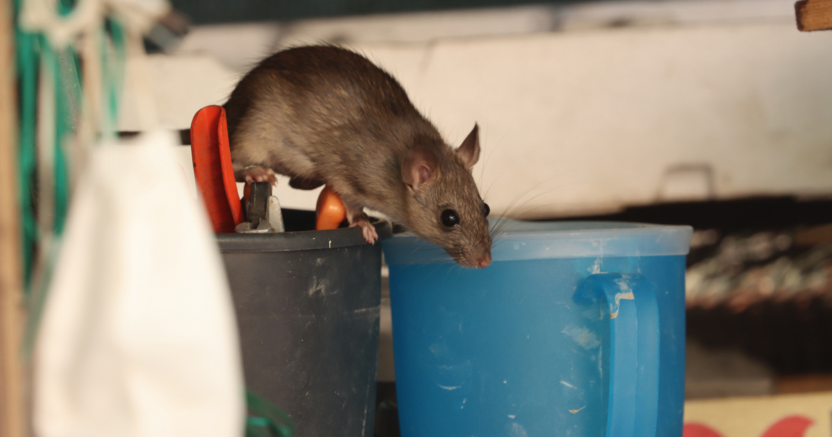 Ezek a hétköznapi szokások a házba vonzzák az egereket – Így tarthatod távol őket