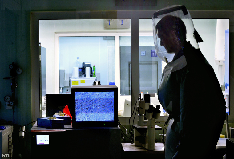 Kis Zoltán virológus az Országos Epidemiológiai Központ Nemzeti Biztonsági Laboratóriumának vezetője vírusmintát vizsgál egy mikroszkóp kivetített képén az intézmény virológiai laborjában 2014. augusztus 6-án.
