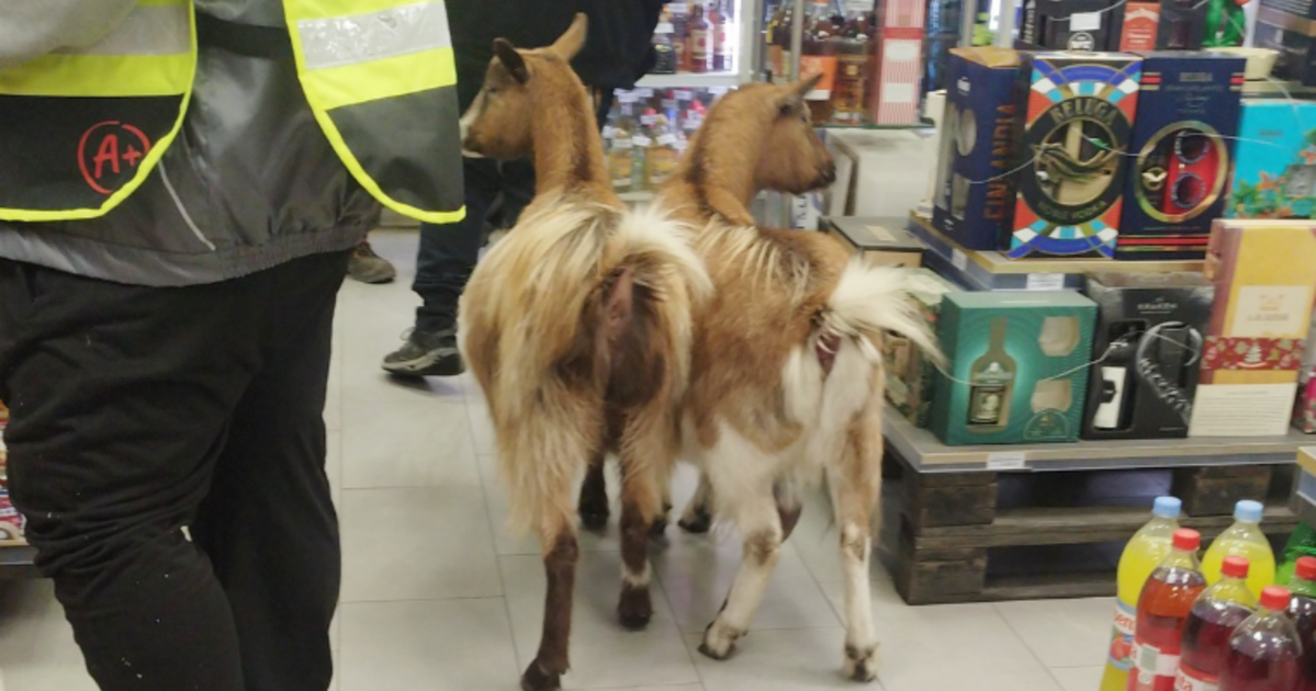 Két kecske kóborolt a vásárlók között egy boltban Cegléden