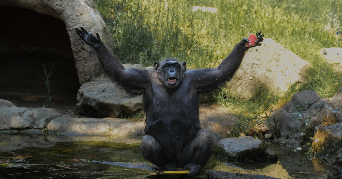 Olyasmi derült ki a csimpánzokról, ami teljesen megdöbbentette a kutatókat