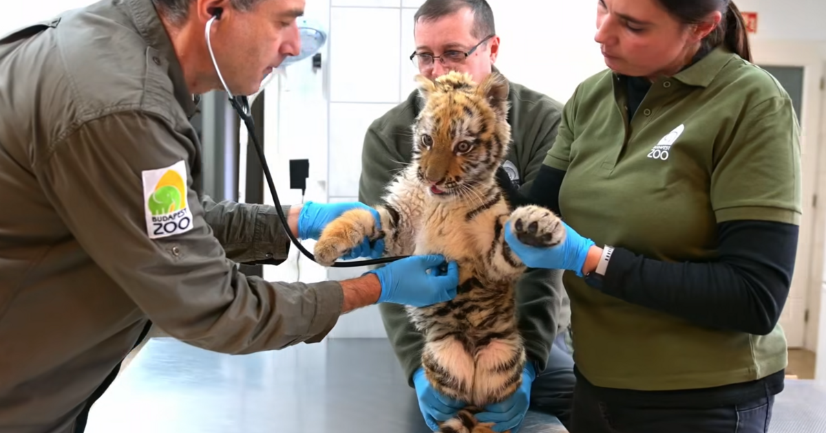 Tigriskölyköt talált a rendőrség egy tiszafüredi drograzzián
