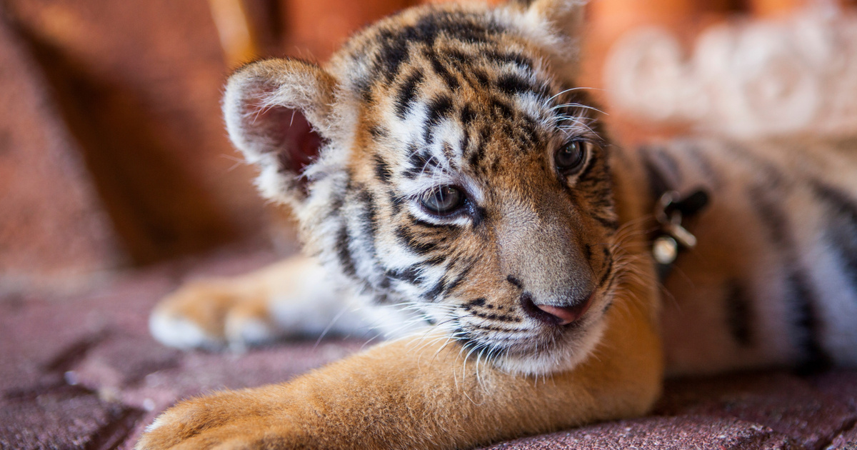 Tigrist találtak egy magyar családi házban: illegális tartás miatt indult eljárás - Videó