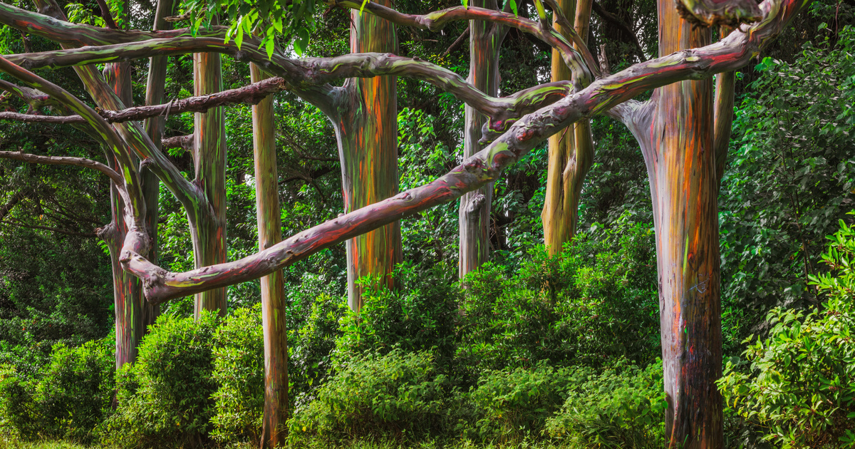 Szivárványszínben tündökölnek ezek a fák – Elképesztő a megjelenésük