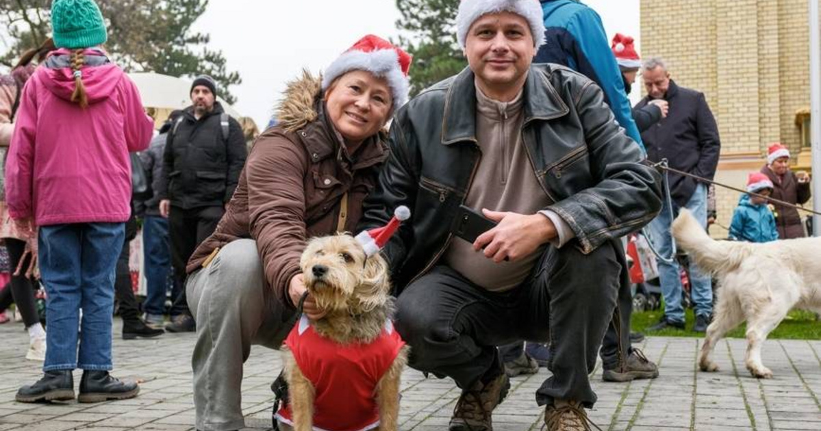 Mikuláskor kutyák lepik el a Városligetet: ezekkel az ajándékokkal vár a DOGZ Falkaséta
