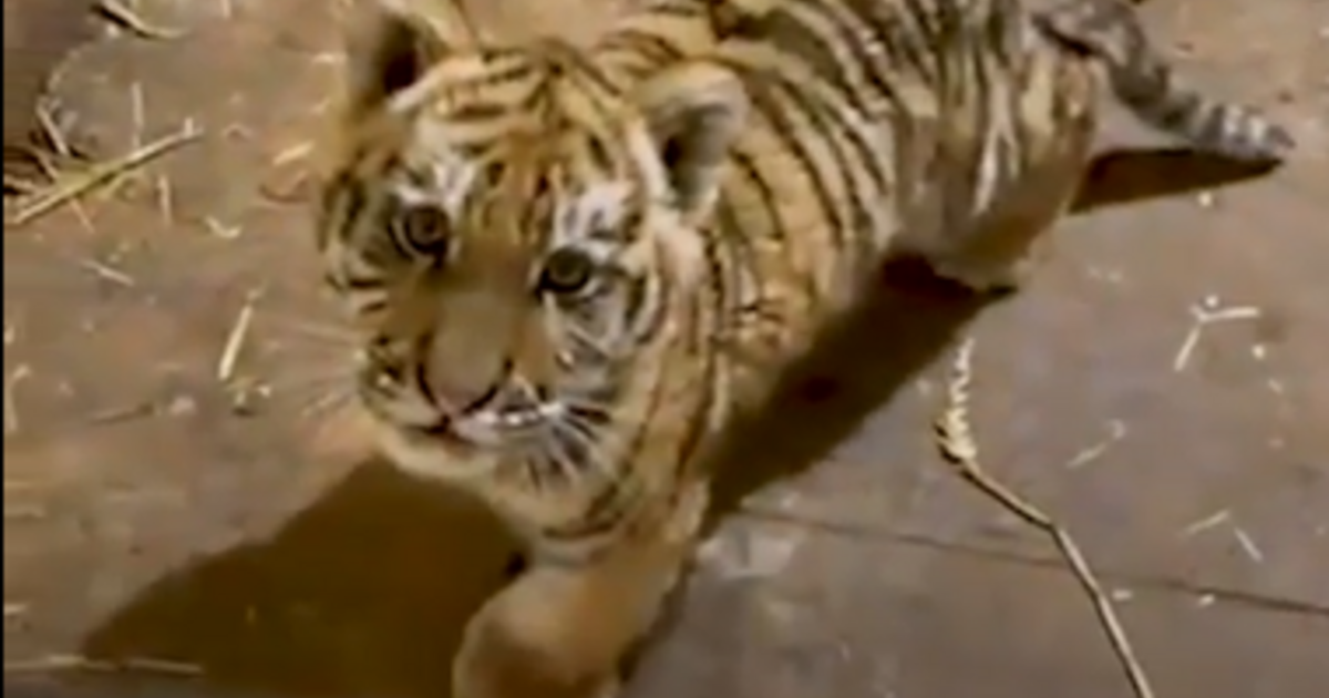 Vallomást tett a férfi, akinél egy tigriskölyköt talált a rendőrség egy drograzzián