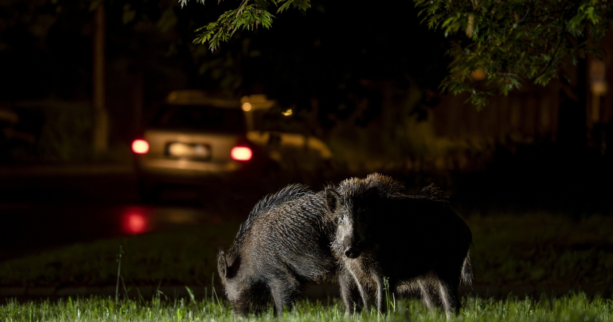 Index – Belföld – Vaddisznó rohant autónak Budapesten, egyre súlyosabb a helyzet, évszázados konflik…