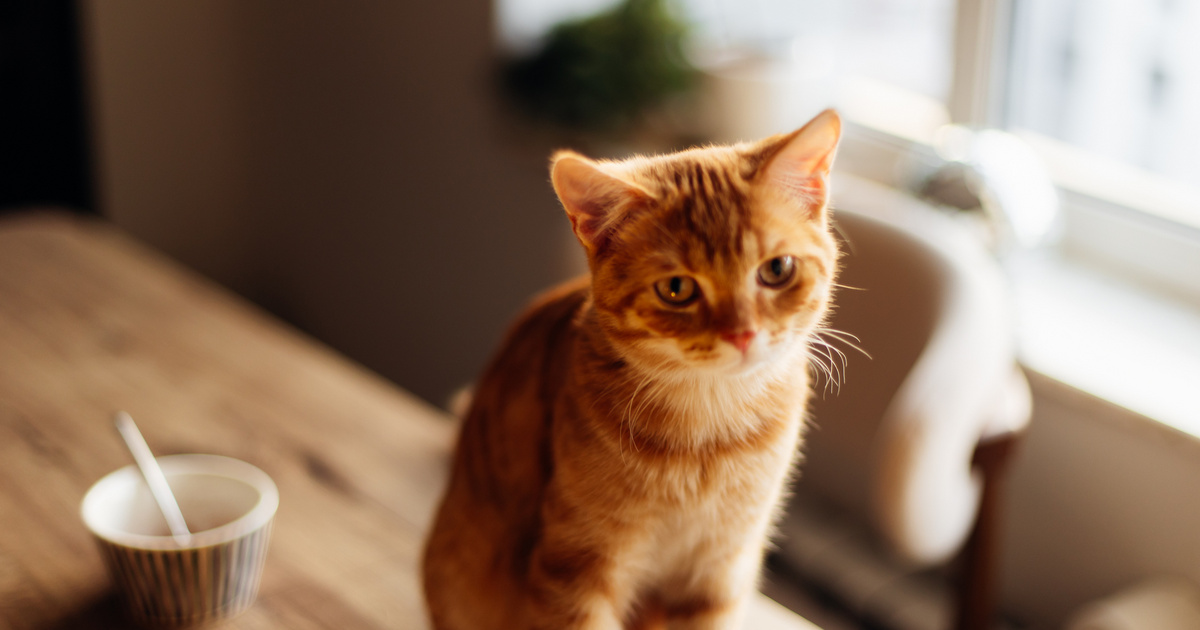 Először reszket a kiscica a félelemtől, de a végén már bízik a kutyában - 9 millióan látták már a cuki videót