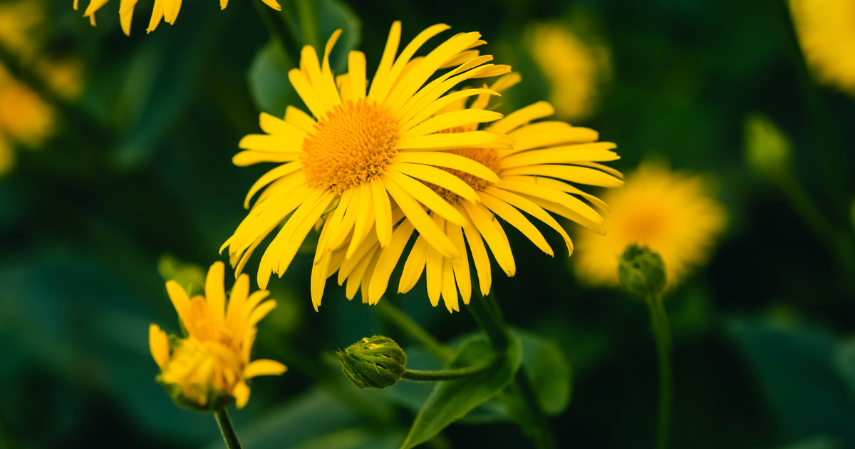 Sejtszinten befolyásolja az immunválaszt: mutatjuk mennyi mindenre jó ez a növény