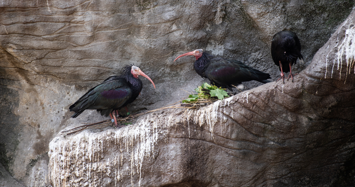 Index – Belföld – Megszökött egy veszélyeztetett tarvarjú a budapesti állatkertből