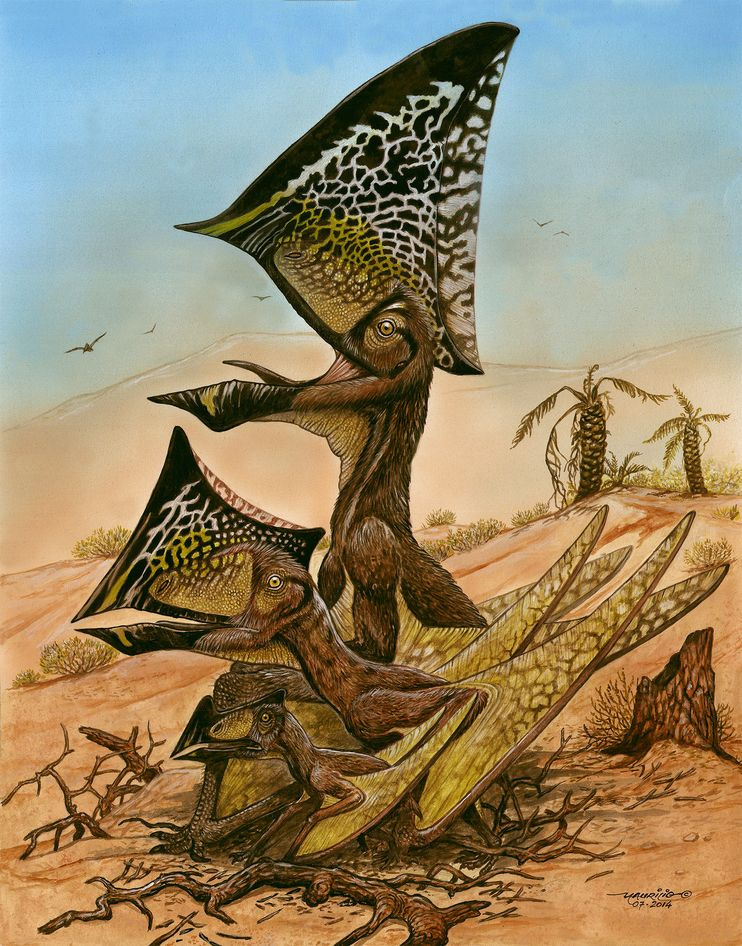 pterosaur-caiuajara-dobruskii-01 82613 990x742