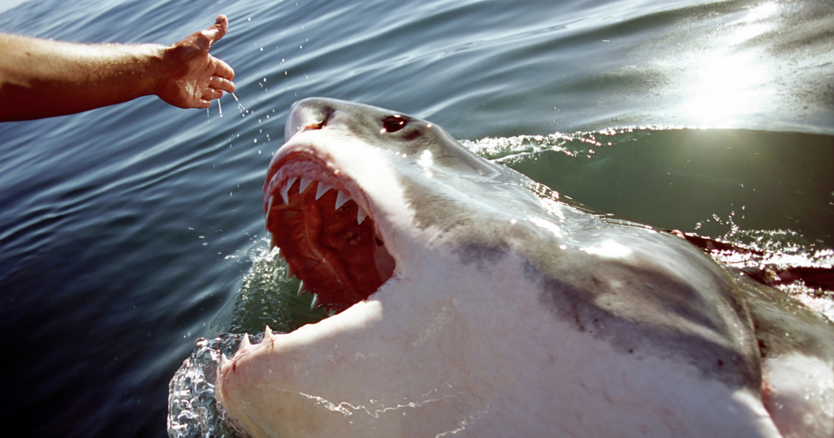 Rettegés uralta a vizeket, az emberek mégis legyintenek már a cápák okozta veszélyre