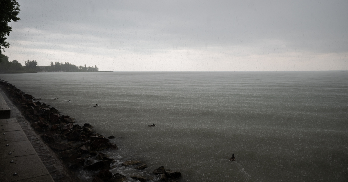 Index – Belföld – Rendkívül agresszív ragadozók jelentek meg a Balatonnál, az emberekre is veszélyes…