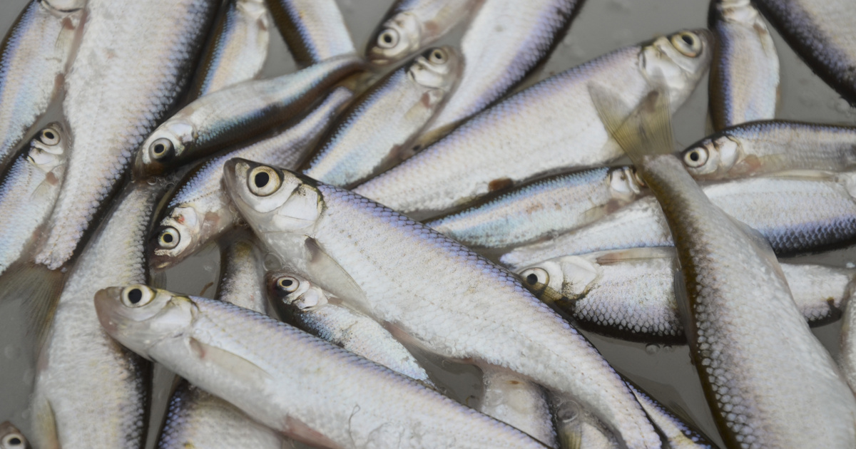 Fuldokló halakat kellett menteni a balatonaligai kikötőben, nincs egyértelmű magyarázat a történtekre