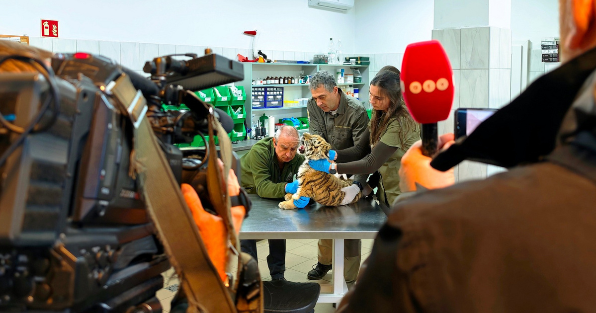 Megvan a tiszafüredi drograzzián talált kistigris új otthona