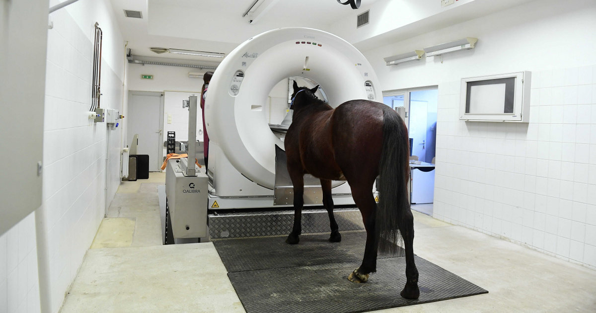 Hiába ellenezték a lakosok, a kormány lőteret épít az üllői lógyógyászati klinika mellé